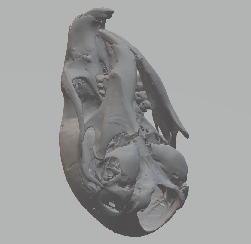 3D printanje lobanja Mus Musculus (miš) i Rat Rattus (pacov)